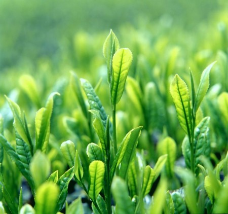 Gyokuro traditionnel Hoshino