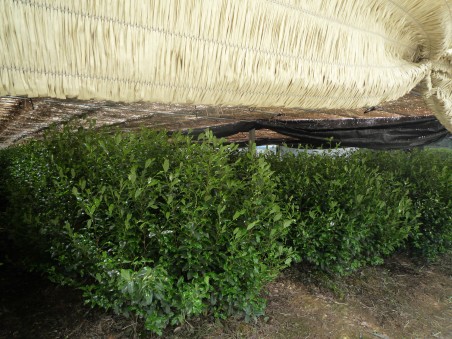 Gyokuro traditionnel Hoshino