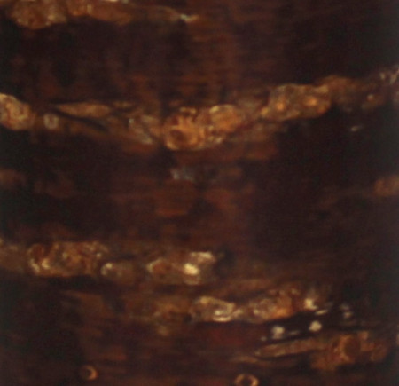 Boite Ecorce de Cerisier Japonaise KAZUKI - M