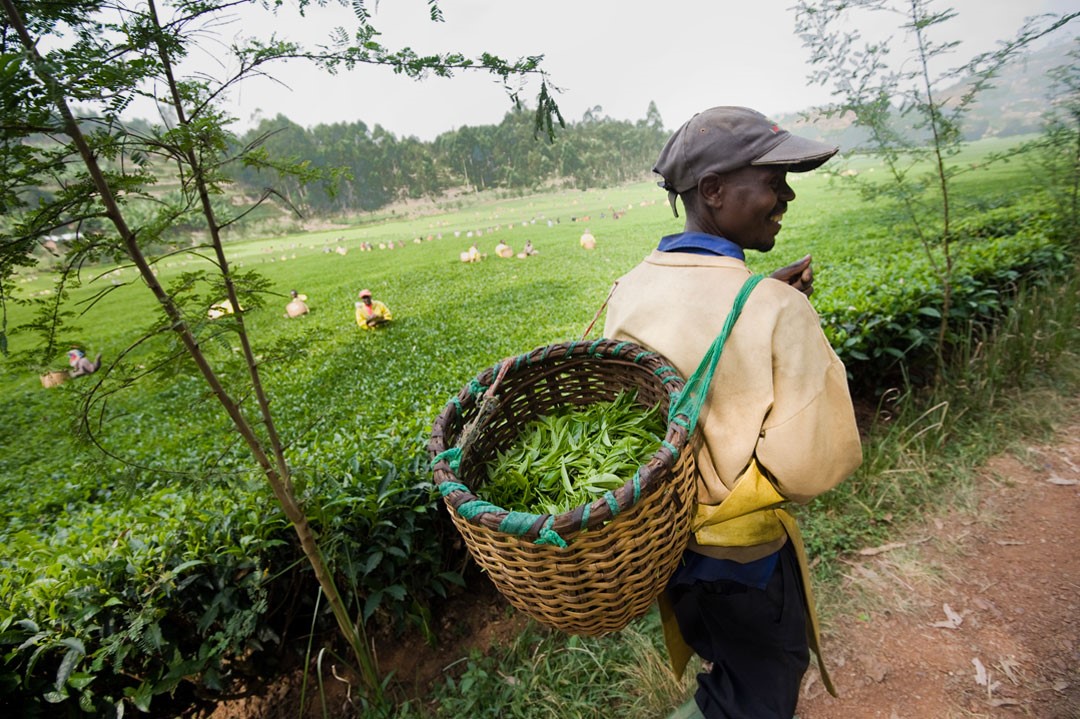 thé oolong du rwanda