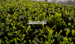 Producteurs de Guizhou